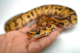 Load image into Gallery viewer, EMG Clown Ball Python