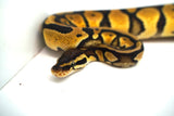 Load image into Gallery viewer, Female Lemon Pastel Fader Ball Python