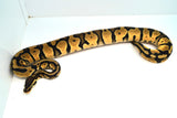 Load image into Gallery viewer, Female Lemon Pastel Fader Ball Python