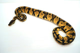 Load image into Gallery viewer, Female Lemon Pastel Fader Ball Python