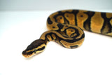 Load image into Gallery viewer, Female Lemon Pastel Fader Ball Python