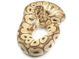Load image into Gallery viewer, 2019 Male Pastel EMG Clown Ball Python