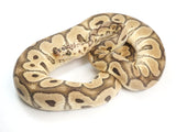 Load image into Gallery viewer, 2019 Male Pastel EMG Clown Ball Python