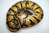 Load image into Gallery viewer, Female Lemon Pastel Fader Ball Python