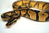 Load image into Gallery viewer, Female Lemon Pastel Fader Ball Python