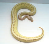 Load image into Gallery viewer, Female Desert Ghost Micro Scale Pastel Pinstripe Lesser Ball Python