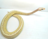 Load image into Gallery viewer, Female Desert Ghost Micro Scale Pastel Pinstripe Lesser Ball Python