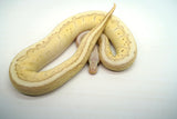 Load image into Gallery viewer, Female Desert Ghost Micro Scale Pastel Pinstripe Lesser Ball Python