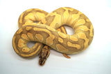 Load image into Gallery viewer, Female Pastel Enchi Lesser Odium Pos Het Albino Pos Het Pied Ball Python