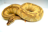 Load image into Gallery viewer, Female Pastel Enchi Lesser Odium Pos Het Albino Pos Het Pied Ball Python