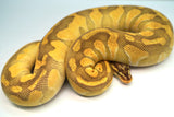 Load image into Gallery viewer, Female Pastel Enchi Lesser Odium Pos Het Albino Pos Het Pied Ball Python