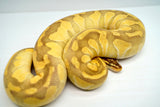 Load image into Gallery viewer, Female Pastel Enchi Lesser Odium Pos Het Albino Pos Het Pied Ball Python