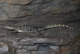 Load image into Gallery viewer, Subadult Male Het T- Asian Water Monitor