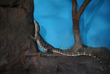 Load image into Gallery viewer, Subadult Male Het T- Asian Water Monitor