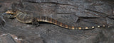 Load image into Gallery viewer, Male Asian Water Monitor Het T- or  T+ (From Coral)