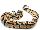 Load image into Gallery viewer, 2019 Female Pastel Microscale Possible Het. Clown Ball Python