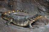 Load image into Gallery viewer, Male Asian Water Monitor Het T- or  T+ (From Coral)