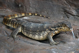 Load image into Gallery viewer, Male Asian Water Monitor Het T- or  T+ (From Coral)