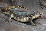 Load image into Gallery viewer, Male Asian Water Monitor Het T- or  T+ (From Coral)