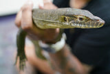 Load image into Gallery viewer, Mertens’ Water Monitor