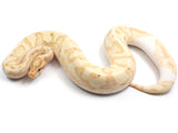 Load image into Gallery viewer, 2019 Male Coral Glow Enchi Piebald Ball Python