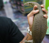 Load image into Gallery viewer, Mertens’ Water Monitor