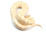 Load image into Gallery viewer, 2019 Male Coral Glow Enchi Piebald Ball Python