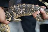 Load image into Gallery viewer, Male Hypo Celebensis Asian Water Monitor