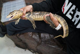 Load image into Gallery viewer, Male Hypo Celebensis Asian Water Monitor