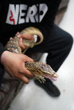 Load image into Gallery viewer, Male Hypo Celebensis Asian Water Monitor