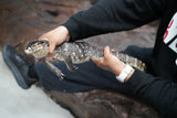 Load image into Gallery viewer, Male Asian Water Monitor