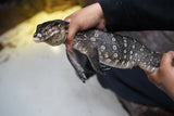 Load image into Gallery viewer, Male Asian Water Monitor