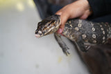 Load image into Gallery viewer, Male Asian Water Monitor