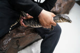 Load image into Gallery viewer, Male Asian Water Monitor
