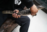 Load image into Gallery viewer, Male Asian Water Monitor
