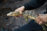 Load image into Gallery viewer, Male Hypo Celebensus Asian Water Monitor