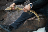 Load image into Gallery viewer, Male Hypo Celebensus Asian Water Monitor