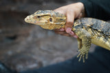 Load image into Gallery viewer, Male Hypo Celebensus Asian Water Monitor