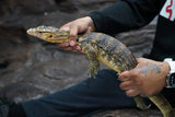 Load image into Gallery viewer, Male Hypo Celebensus Asian Water Monitor
