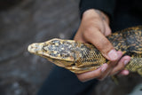 Load image into Gallery viewer, Male Hypo Celebensus Asian Water Monitor