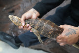 Load image into Gallery viewer, Male Hypo Celebensus Asian Water Monitor