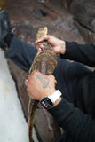 Load image into Gallery viewer, Male Hypo Celebensus Asian Water Monitor
