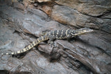 Load image into Gallery viewer, Adult Male Guru Asian Water Monitor
