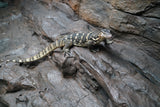 Load image into Gallery viewer, Adult Male Guru Asian Water Monitor