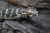 Load image into Gallery viewer, Adult Male Guru Asian Water Monitor