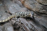 Load image into Gallery viewer, Adult Male Guru Asian Water Monitor