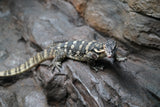 Load image into Gallery viewer, Adult Male Guru Asian Water Monitor