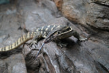 Load image into Gallery viewer, Adult Male Guru Asian Water Monitor