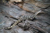 Load image into Gallery viewer, Adult Male Guru Asian Water Monitor