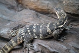 Load image into Gallery viewer, Adult Male Guru Asian Water Monitor